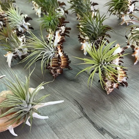 🔆AIR PLANT SEA SHELL🔆 REAL PLANTS REAL SEASHELLS - Picture 8 of 13
